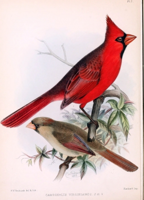 Rode kardinaal - Cardinalis cardinalis - Northern cardinal
