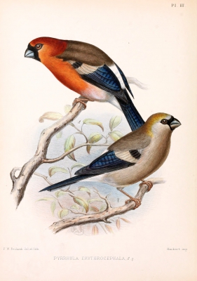 Roodkopgoudvink - Pyrrhula erythrocephala - Red-headed bullfinch
