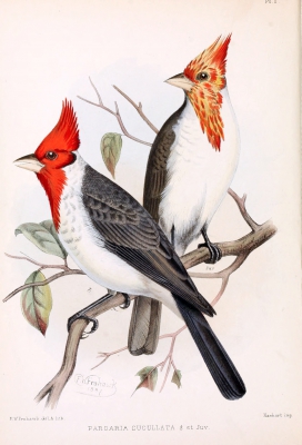 Roodkuifkardinaal - Paroaria coronata - Red crested cardinal
