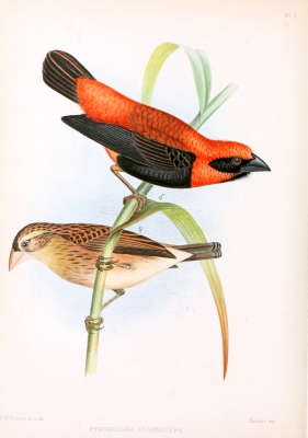 Roodvoorhoofdwever - Euplectes hordeaceus - Black-winged red bishop
