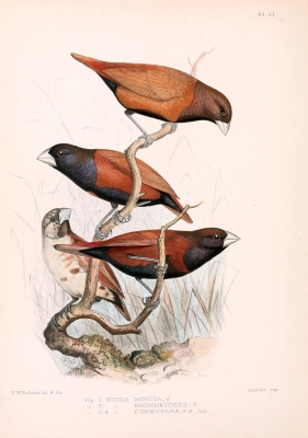Southern Black-headed Munia - Munia brunneiceps
