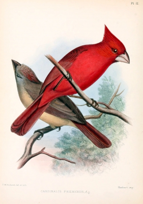 Vermiljoenkardinaal - Cardinalis phoeniceus - Vermilion cardinal
