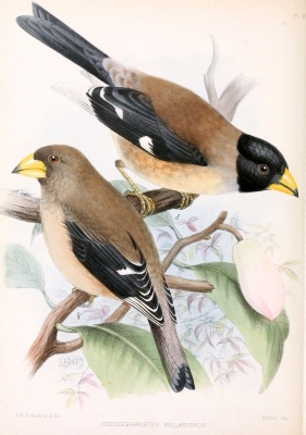 Witvleugeldikbek - Eophona migratoria - Chinese grosbeak
