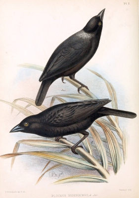 fluweelwever - Ploceus nigerrimus - Vieillots black weaver
