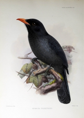 black-fronted nunbird
