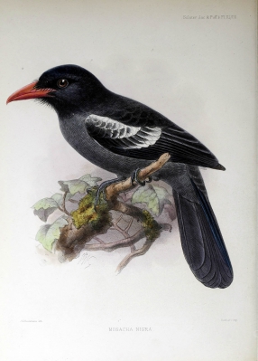 black nunbird
