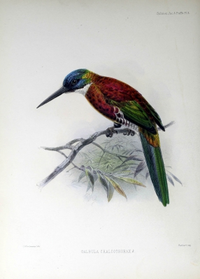 bronzy-chested jacamar
