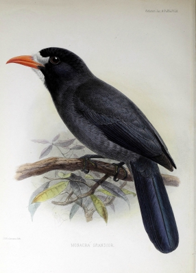 greater white-fronted nunbird
