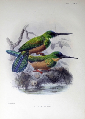 green-tailed jacamar
