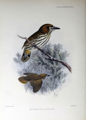 lanceolated puffbird
