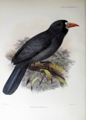 peruvian white-fronted nunbird
