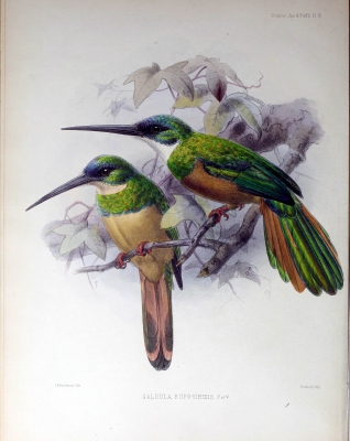 red-and-green-tailed jacamar
