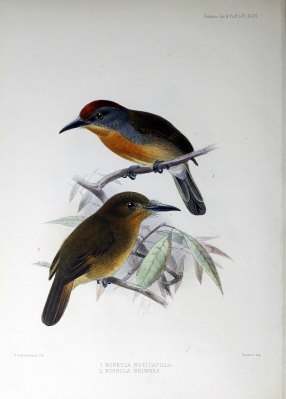 red-capped nunlet
