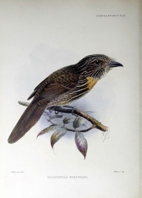 substriated puffbird
