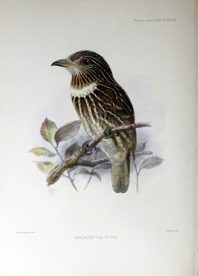 white-breasted puffbird
