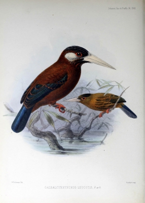 white-eared jacamar
