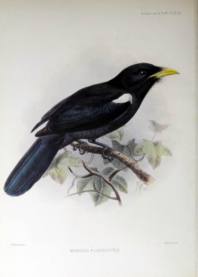 yellow-billed nunbird
