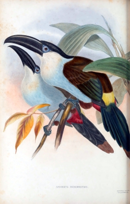 Black-billed Mountain-toucan - witwangbergtoekan

