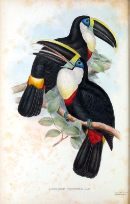 Channel-billed toucan (Ramphastos vitellinus)
