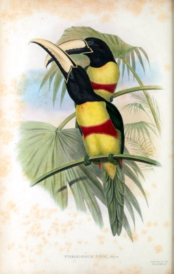 Maximillians toucan
