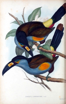 Plate-billed Mountain-toucan
