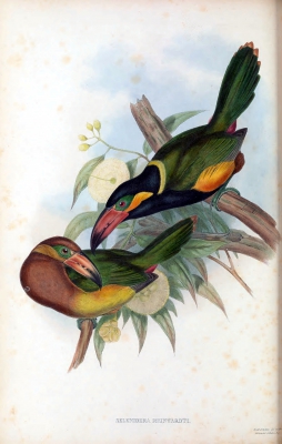 Red-billed Toucanet 
