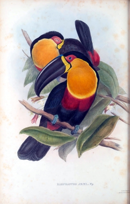 ariel toucan
