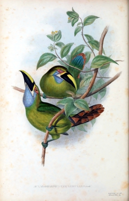 blue-throated groove-billed toucan
