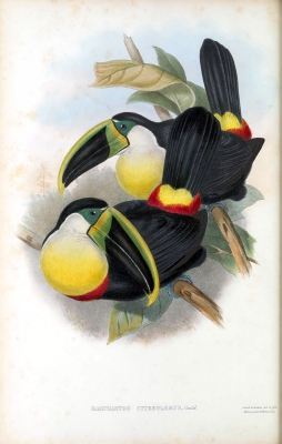 citron-breasted toucan

