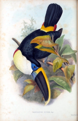 cuviers toucan
