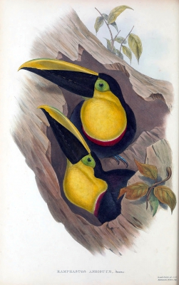 doubtful toucan
