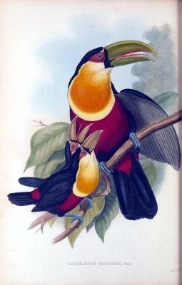 green-billed toucan
