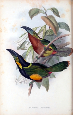 green-billed toucanet
