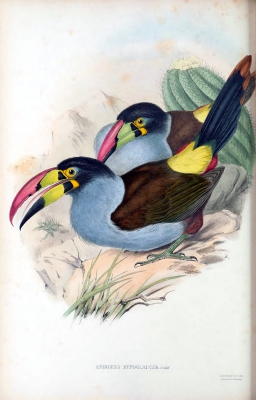 grey-breasted mountain toucan
