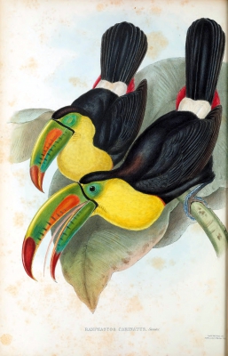 keel-billed toucan
