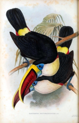 red-billed toucan
