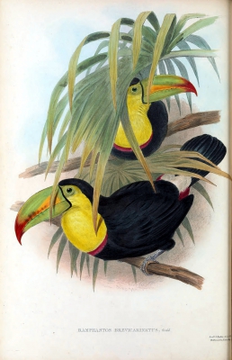 short-billed toucan
