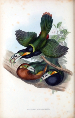 spotted-billed toucanet
