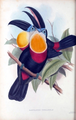 sulphur and white-breasted toucan
