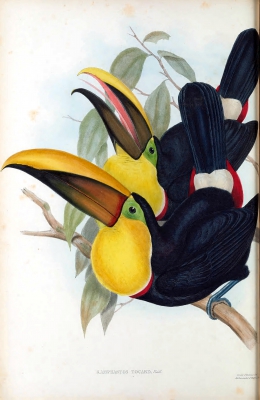 toucard toucan

