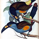 Plate-billed_Mountain-toucan.jpeg
