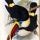 red-billed_toucan.jpeg