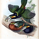 spotted-billed_toucanet.jpeg