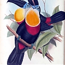 sulphur_and_white-breasted_toucan.jpeg