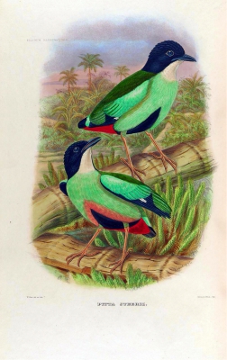 Azure-breasted Pitta
