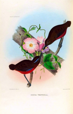 Black-crowned Pitta
