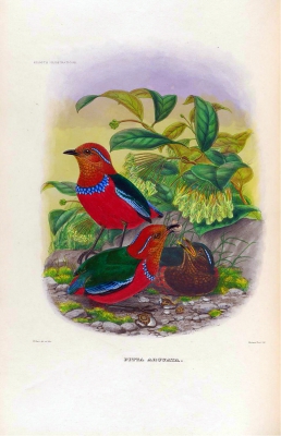 Blue-banded Pitta
