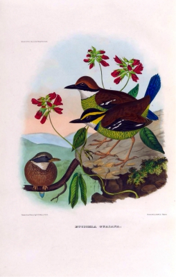 Blue-tailed Pitta
