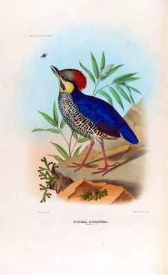 Blue Pitta
