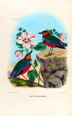 Celebes Red-bellied Pitta
